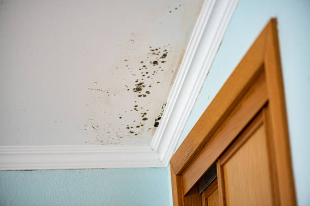 Mold Removal Process in Kinsey, AL