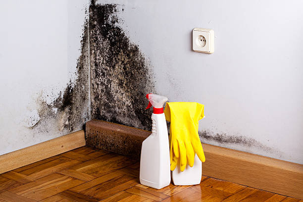 Best Mold Damage Repair  in Kinsey, AL